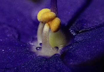 P4061751a